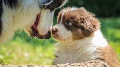 Photo of Leishmaniose Visceral Canina: Como Proteger os Cães?