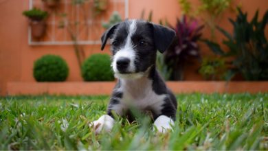 Photo of Leishmaniose Visceral Canina: O que é, prevenção e controle