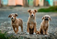 Photo of Saúde de Pereira Barreto alerta para aumento de casos de leishmaniose em cães