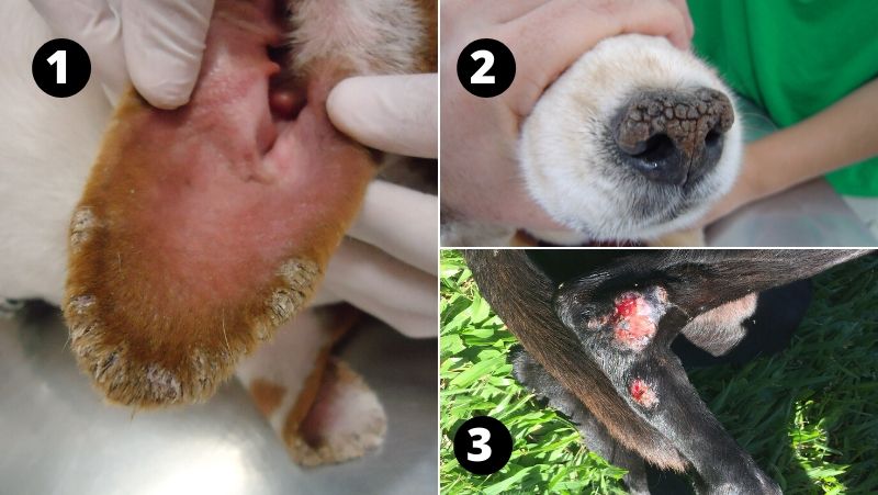 Descamações (caspa) e feridas na pele do cachorro. O que pode causar isso?