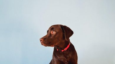 Photo of Leishmaniose Visceral Canina: Diagnóstico e prevenção
