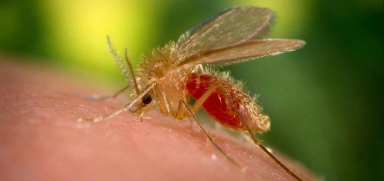 Como se parece o mosquito-palha?