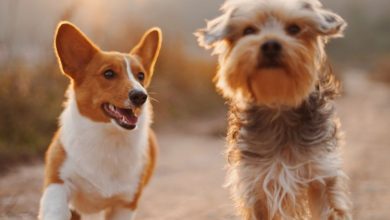 Photo of 5 Motivos Para Vacinar seu Cão contra a Leishmaniose Canina