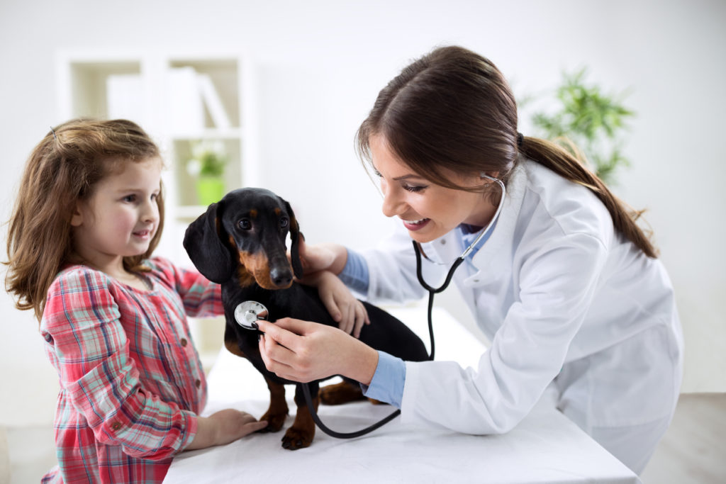 Vacinação contra a Leishmaniose Visceral Canina