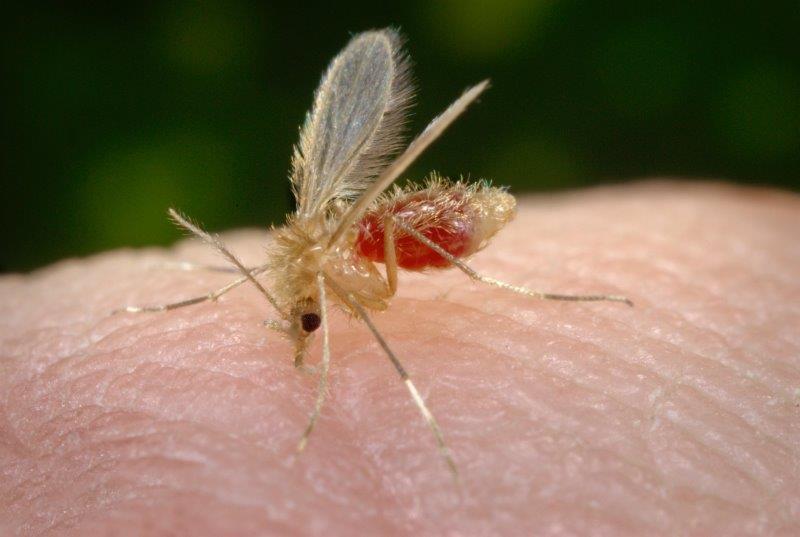 Lutzomyia longipalpis mosquito palha o que é leishmaniose visceral canina calazar Ceva leishtec