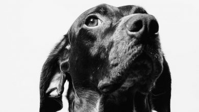 Photo of Leishmaniose Visceral Canina. 30 Dúvidas Respondidas sobre a LVC