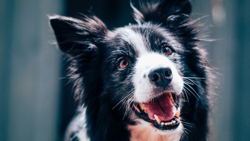 Agosto Verde: Mês de Combate à Leishmaniose Visceral Canina