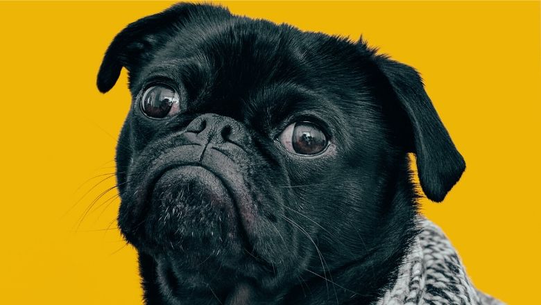 Mitos e Verdades sobre a Leishmaniose Visceral Canina – Calazar