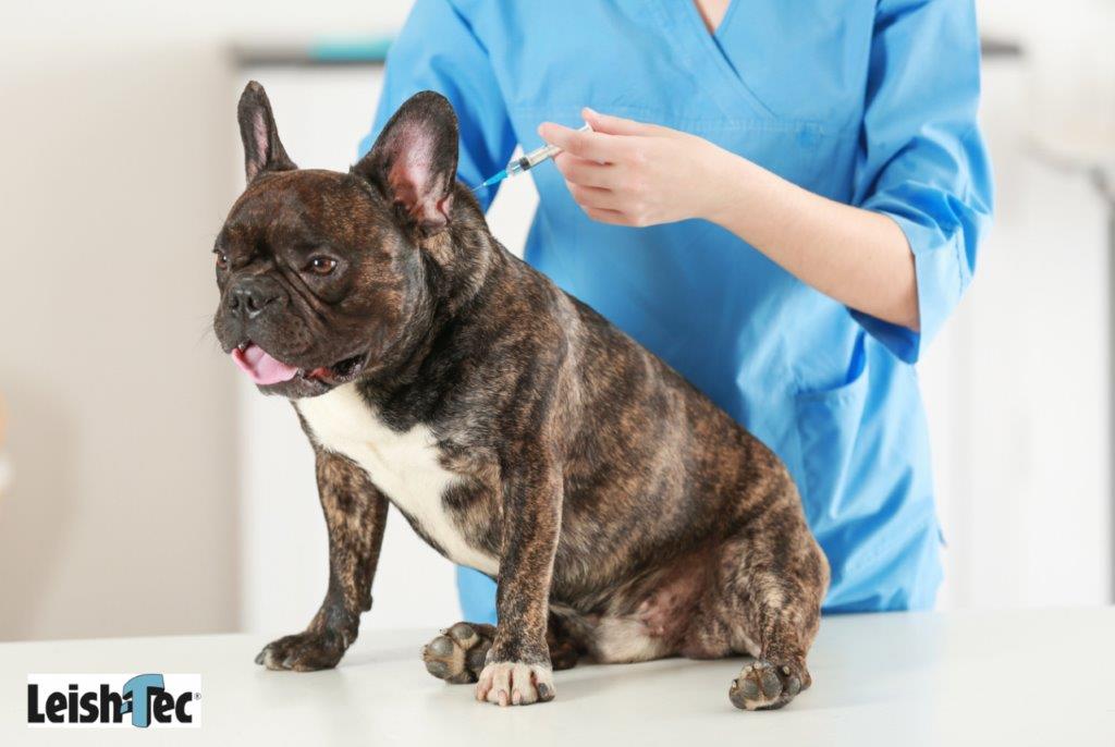 10 Mitos e Verdades sobre a Leishmaniose Visceral Canina – Calazar