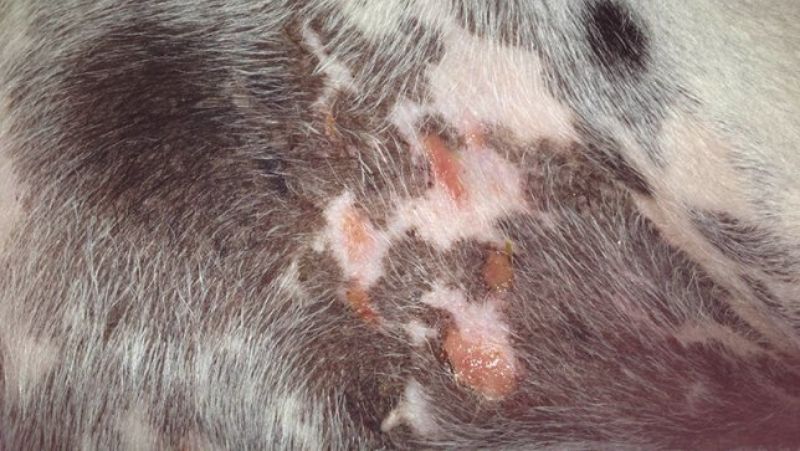 Descamações (caspa) e feridas na pele do cachorro. O que pode causar isso?