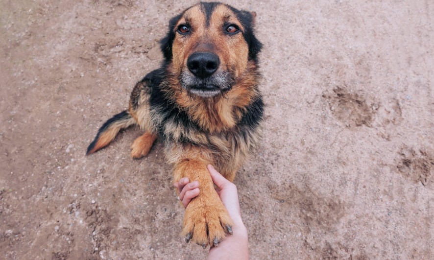 Agosto verde: Como prevenir a leishmaniose visceral canina?