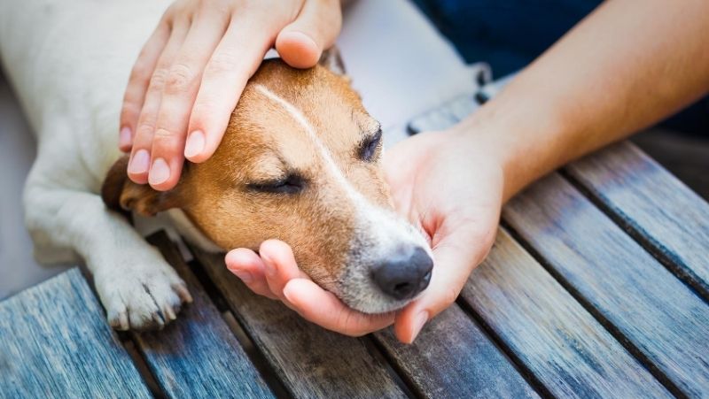 Dirofilariose Canina e como preveni-la