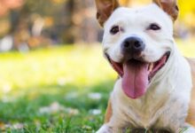 Photo of Por que imunizar cães contra a Leishmaniose Visceral Canina?