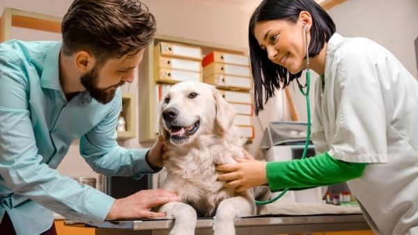 Leishmaniose Visceral Canina. Cães saudáveis podem conviver com outros animais infectados?