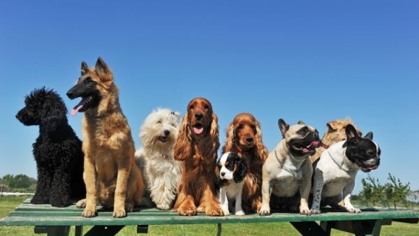 Leishmaniose Visceral Canina. Cães saudáveis podem conviver com outros animais infectados?