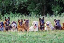 Photo of Leishmaniose Visceral Canina. Cães saudáveis podem conviver com outros animais infectados?
