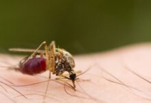 Photo of Mosquito-palha. Como combater e prevenir a picada deste inseto transmissor da Leishmaniose Visceral Canina?