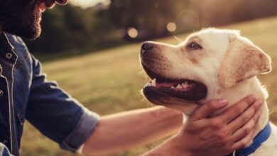 Photo of Essa “sarna” pode ser leishmaniose visceral canina? Fique atento aos sintomas na pele do seu cão