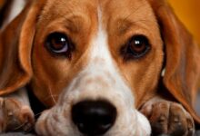 Photo of Quais são os primeiros sintomas do Calazar nos cachorros?