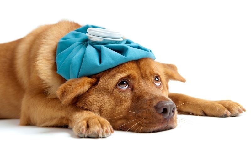 Quais são os primeiros sintomas do Calazar nos cachorros?