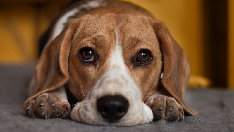 Quais são os primeiros sintomas do Calazar nos cachorros?