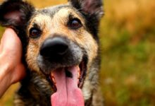 Photo of Leishmaniose Canina. O que fazer quando o cachorro está com esta doença?