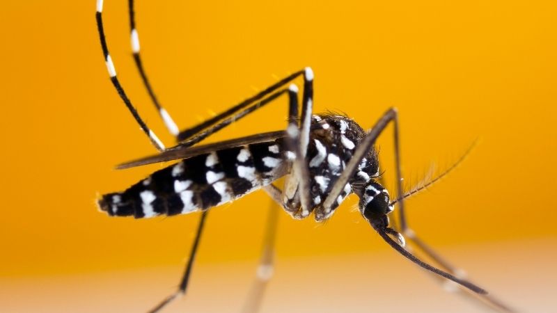 Doenças transmissíveis através de mosquitos e flebotomíneos