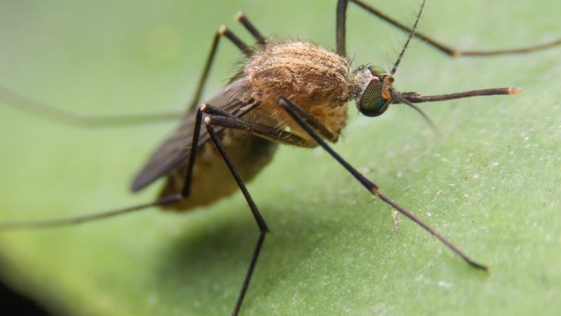 Doenças transmissíveis através de mosquitos e flebotomíneos