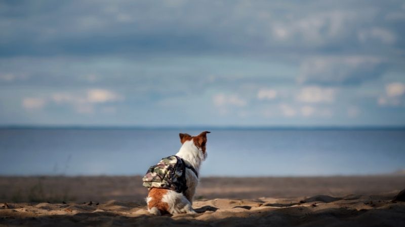 Viagens para Áreas Endêmicas. Como proteger seu pet de doenças como a Leishmaniose Visceral Canina