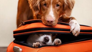 Photo of Viagens para Áreas Endêmicas. Como proteger seu pet de doenças como a Leishmaniose Visceral Canina