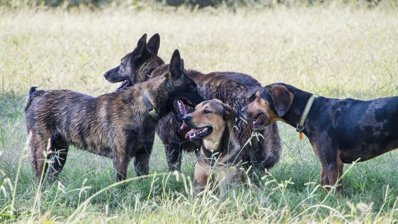 Como prevenir a infestação de carrapatos no cachorro? 3 Dicas básicas de prevenção