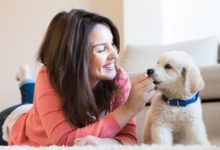 Photo of Transforme a prevenção em um gesto de carinho diário com seu cão