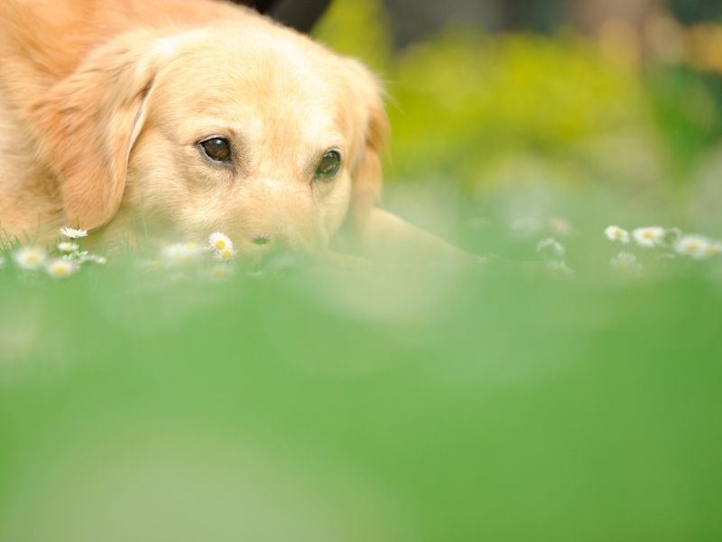 A Leishmaniose Visceral Canina pode estar mais perto da sua casa