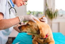 Photo of Diagnóstico e Tratamento da Leishmaniose Visceral Canina