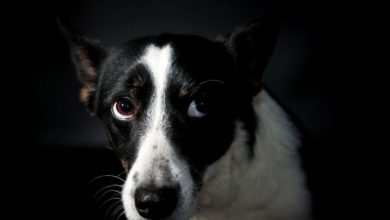 Photo of Calazar em Cachorro. Quais são os sintomas mais comuns da Leishmaniose Canina?
