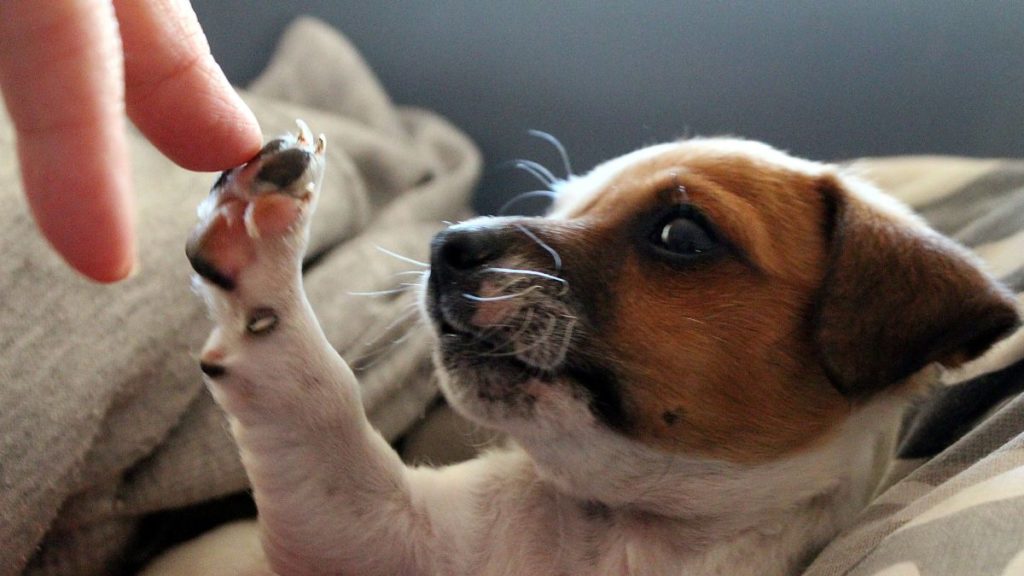 Calazar em Cachorro: Os estágios da doença e os cuidados para evitar a Leishmaniose Canina