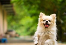 Photo of Leishmaniose Canina: Conheça, previna e trate essa doença