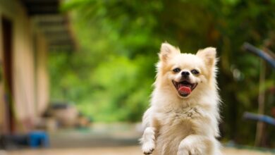 Photo of Leishmaniose Canina: Conheça, previna e trate essa doença