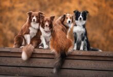Photo of Como Proteger Seu Cachorro da Leishmaniose Canina? Prevenção e Cuidados Essenciais