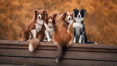 Photo of Como Proteger Seu Cachorro da Leishmaniose Canina? Prevenção e Cuidados Essenciais