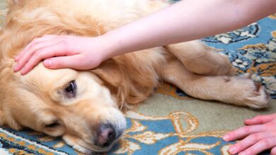 Photo of Leishmaniose Canina: Como prevenir e proteger seu cão dessa doença