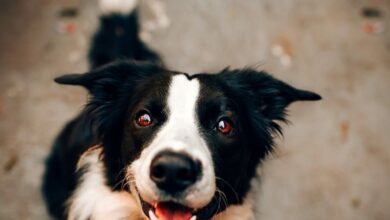 Photo of Leishmaniose Canina: Porque você precisa saber sobre isso urgente!