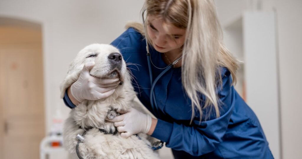 Leishmaniose Canina: Como prevenir e proteger seu cão dessa doença