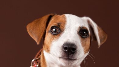 Photo of Quais são os sintomas da Leishmaniose em cachorros?
