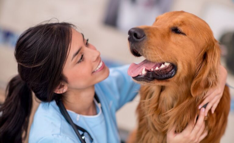 Leishmaniose Canina O Que E Como Prevenir E Tratar