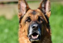 Photo of Leishmaniose canina: o que é e como prevenir e tratar?