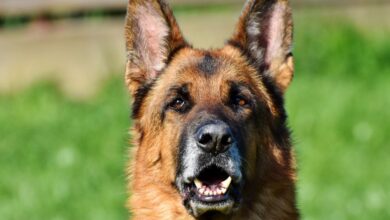 Photo of Leishmaniose canina: o que é e como prevenir e tratar?