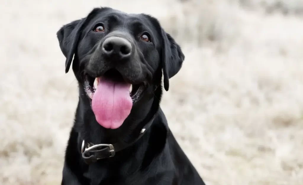 Tudo sobre Leishmaniose em Cães