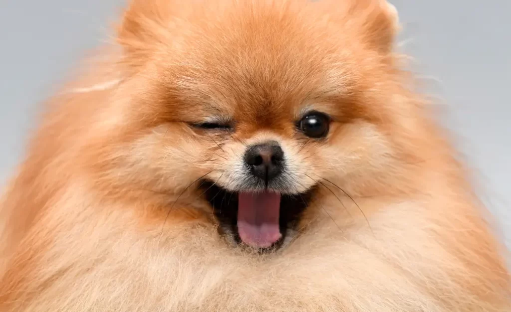 Como saber se meu cachorro tem calazar? Sintomas e cuidados essenciais