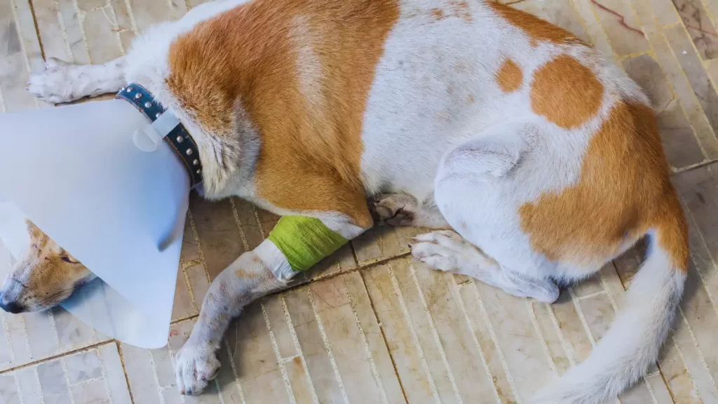 Feridas na cabeça do cachorro. 5 causas — e a última é a mais preocupante
